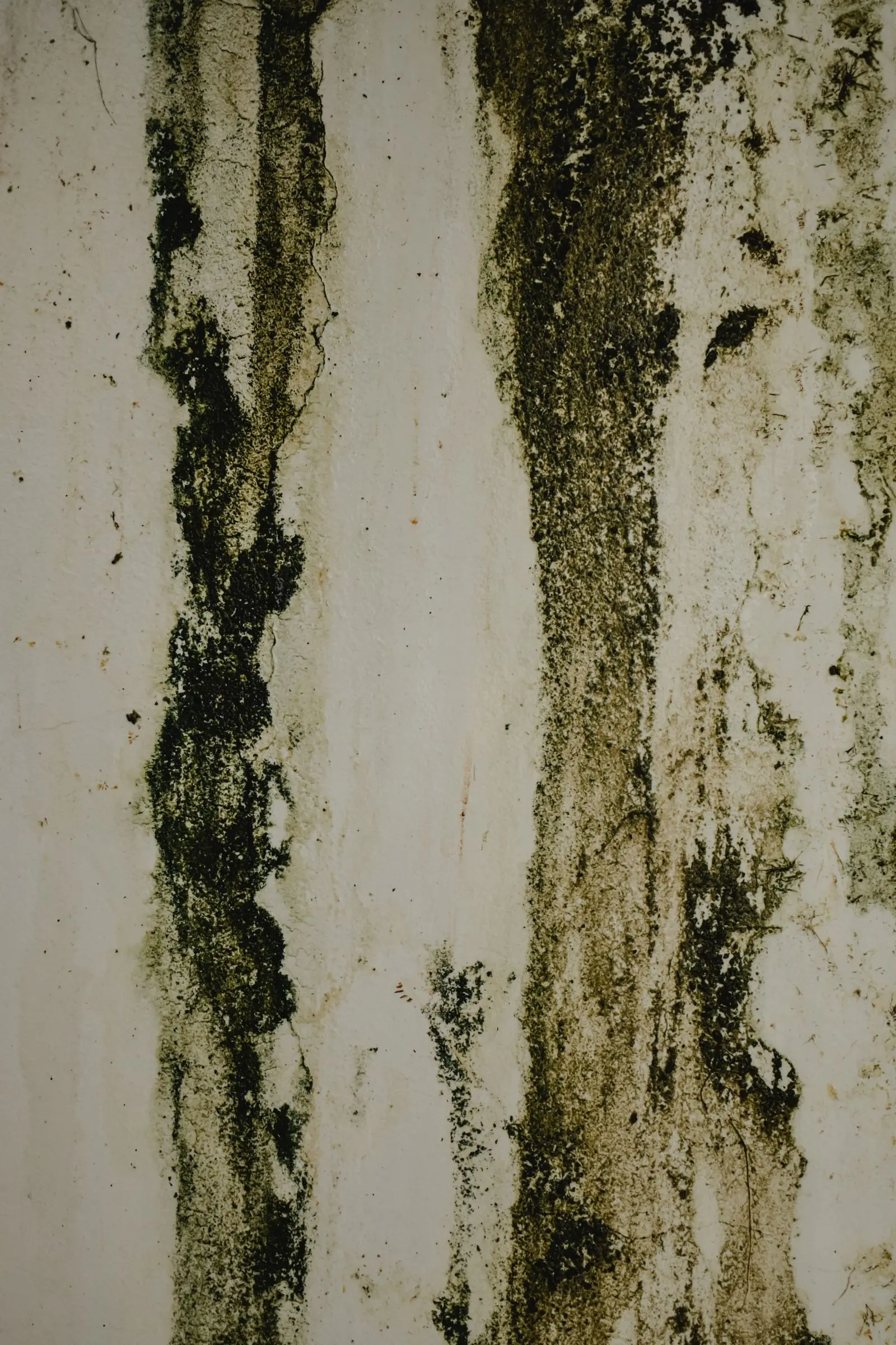 Wall stained with moisture and mildew
